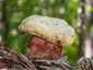Sátántinóru (Rubroboletus satanas), Budai-hegység
